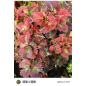 滿築觀葉彩葉草（26）