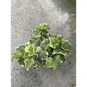 籐蔓植物：（常春藤）
