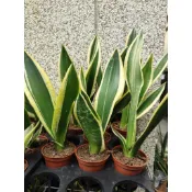 金剛/霸王虎尾蘭（中長葉） 1~3吋盆單株裸根中小苗 薄葉 虎尾蘭 花苗 台中 立力花園