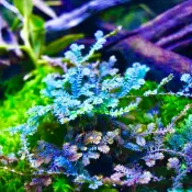 苔鑽🍀藍卷柏 翠雲草 藍地柏 擬蕨類植物 生態瓶造景 半水景生態缸