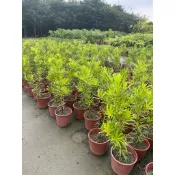 花田里_常綠喬木_羅漢松(矮版)_-金錢松-羅漢柏 6吋盆