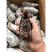 【灣流海鮮超市】【150/200生凍小龍蝦】/ 一尾約150