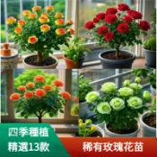 🌹當天出貨【13款玫瑰花苗】🌹新品推薦 稀有玫瑰花苗 加洛斯曼陀羅 稀有多色 進口品種 濃香型玫瑰花苗 好養活 超優