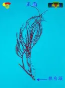 寶物石坊】新刊登~天然海樹~海鐵樹~編號1044~沒加工處理~寄居蟹攀爬~魚缸造景~室內擺設~裝飾道具~diy材料＃貝殼