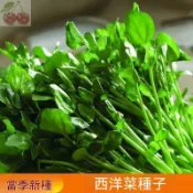 早熟高產 野生西洋菜種子250粒 適應力強 生長勢快 早熟品種 豆瓣菜 水田芥菜 易種植 高產陽台盆栽蔬菜種子#葉