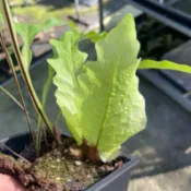 [懶生活] 櫟葉槲蕨 Drynaria quercifolia 觀葉植物 雨林 附生蕨類 耐陰 上板 造景 4吋