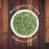 植癒所 有機荊芥 貓薄荷 貓草 散裝 英國進口有機天然花草茶 草本茶 適合茶飲 酊劑 貓零食