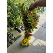 李家果苗 土芭樂苗 土芭樂 土球 驗收用 竹節蟲吃 高度80公分 單價25元 最少購買50棵
