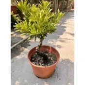 滿天星羅漢松🍃( 雕塑) 定價2000元