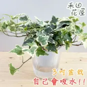 禾田花屋 | 常春藤 | 3吋條紋杯子盆 | 室內植物 免頻繁澆水 懶人盆栽 觀葉植物 室內盆栽 自動吸水盆栽 桌上盆栽