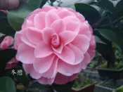 【盛宏茶花】茶花品種︱1呎4吋盆原棵茶花︱冬戀Nk130-2(請來園自取)