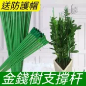 台灣熱賣👏新款金錢樹支撐杆 花卉植物 園藝花架 盆栽 陽臺花盆 爬藤架 錢串子 室內大型盆栽固定架 加粗鐵絲花架