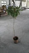 ╭＊田尾玫瑰園＊╯水果成樹--(茂木枇杷)