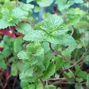 茂豐~盆栽  綠薄荷   Spearmint  三吋$40       五吋$120/盆