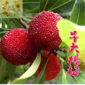 現貨速發【楊梅種子50粒】 東魁楊梅 黑炭楊梅 白蒂梅種子 早熟楊梅盆栽地栽高產果樹 四季種植 水果種子