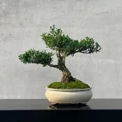 小品盆栽-金柳 雀舌黃楊 盆景 送禮