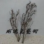 -柘造景藝術-沉木枝 各式造景素材 青龍石 窈窕木 海芙蓉 雲山石