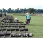 〈翡翠園藝農場〉草皮草毯台北草.百慕達草.假儉草.奧古斯丁草.百喜草.地毯草.類地毯草.綠珍韓國草.翡翠草.照相用草皮