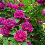 青禾園藝-紫袍玉帶爬藤玫瑰種子（MG-44）Rose紫色大花薔薇花月季種子庭院陽台灑下就能活懶人觀賞花卉花海種子#自留種