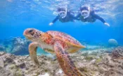 【Klook客路】宮古郡 宮古島海龜浮潛半日體驗（沖繩） 現在預訂，當日使用 上午出發 最長3小時 免費取消 立即確認 