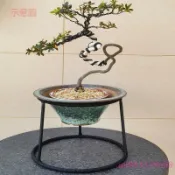 含發票 花盤托盤 花架 文人樹花盆架落地 杜鵑花盆防倒支架 置物架 花園裝飾架 圓形支架