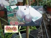 ╭＊田尾玫瑰園＊╯水果苗--(杉林一號芒果)
