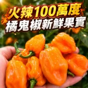 新鮮果實 橘色鬼椒 無農藥管理 可生食或料理 種子可播種 百萬度極辣椒 辣椒果實 可曬乾存放 花園城堡園藝資材倉庫
