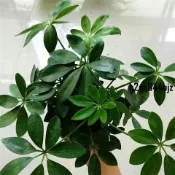 ✨16款驅蚊草種子（多入裝）四季種植 強效驅蚊蟑螂 薄荷 萬壽菊 驅蚊草 濃香型花卉 盆栽驅蚊草種子 夏季必備驅蚊草