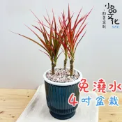 【小品文化】五彩千年木【現貨】4吋透明條紋免澆水盆栽 室內植物 室內盆栽 懶人盆栽 水培植物室內盆栽 觀葉植物