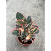 🪴綠植田園🪴蝴蝶之舞錦/3寸盆/多肉植物/觀葉植物