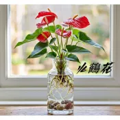 室內植物 粉紅火鶴 紅火鶴 紫火鶴 3寸 火鶴花 紅掌 花燭 招財 風水植物