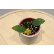 黃花口紅花(限量)｜Aeschynanthus flavidus｜3吋｜稀有垂吊植物｜雨林缸｜賣火鶴的小女孩