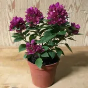 綠園-賞花-八房九重葛（紫紅）3.5寸盆