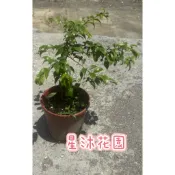 ｛星沐花園｝燈稱花、梅葉冬青