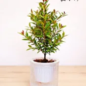 小葉赤楠 珍珠柏 石化檜  六月雪  赤楠盆景樹 赤楠苗 赤楠木盆栽 小葉赤楠樹苗