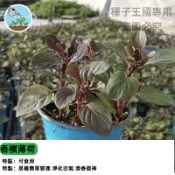 香檳黃金薄荷種子 調飲專用香草 盆栽水耕兩用 泡茶調酒入菜 療癒易種 廚房陽台必備 清新香氣 寵物友善香草