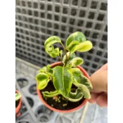 日本 斑葉捲葉榕｜3吋盆～網紅植物/室內植物⋯