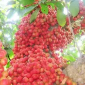 青禾園藝（樹葡萄種子）當季新種 發芽率高 超強掛果水果樹 嘉寶果樹種子 果期長 小院陽台果園種植 可盆栽#農家自留種