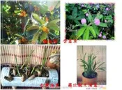 WISH FOREST【種子盆栽專用70多樣種子】含羞草,海棗,黃花風鈴木【降價了】