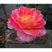 花田里_玫瑰苗(3.5吋盆)特價無標品，挑特性只能擇 一 (大花/顏色/豐花/強香/蔓性/少刺)PS:夏天玫瑰容易有黑點