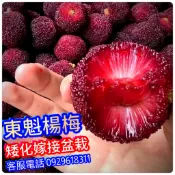 大果東魁楊梅✅矮化盆栽✅可陽台盆栽+快速結果+新手入門首選 楊梅 楊梅苗 樹莓 樹苗 果苗 水果苗 矮化果樹 矮化盆栽
