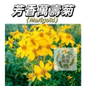 嘉義現貨 （芳香萬壽菊種子）濃香型~四季種植  夏日可驅蚊效果好 室內四季好養易活 耐寒耐熱 耐旱 花卉陽台庭院四季開