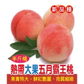 熱帶大果五月霸王桃 嫁接苗✅《田尾貨版本》樹苗 果苗 水蜜桃苗 矮化果樹 矮生盆栽 矮化盆栽 水果苗 水果盆栽 水果樹苗