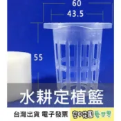 【台灣出貨 電子發票】定植籃 贈定植綿 水培 無土種植 水耕 贈送定植棉 家庭種菜 陽台種菜 魚菜共生 空中花園藝世界