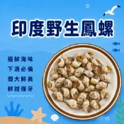【799免運】【漁家小妹】野生鳳螺 帶殼鳳螺 螺肉 50/80 鳳螺肉 鳳螺 帶殼鳳螺 花螺 花螺肉 白灼鳳螺 熱炒鳳螺