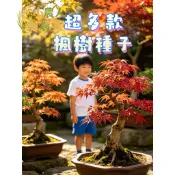 現貨隔日達 矮化楓樹種子 盆栽楓樹籽 台灣青楓 日本紅楓 觀葉植物 庭院造景 旺財樹木 變葉植物 迷你楓葉種籽多年生觀葉