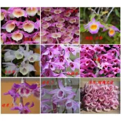 【觀音蓮森林】1.7吋盆植株 石斛蘭 倒吊蘭 小天宮 大天宮 蟠龍 紅龍 紅壇香 迷秀