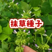 次日達-【抹草種子】當季新籽 發芽率高 產量高 新手易種植 陽台庭院盆栽  蔬菜種子 自給自足