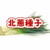 臺灣北蔥種子 珠蔥種子 日蔥種子 四季蔥種子 紅蔥頭種子 蔥苗 家庭種植 陽台盆栽 蔬菜種子 容易種植 快速收成