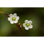 蕨對蘭得-燈稱花 梅葉冬青 盆景樹種 文人樹 觀葉植物